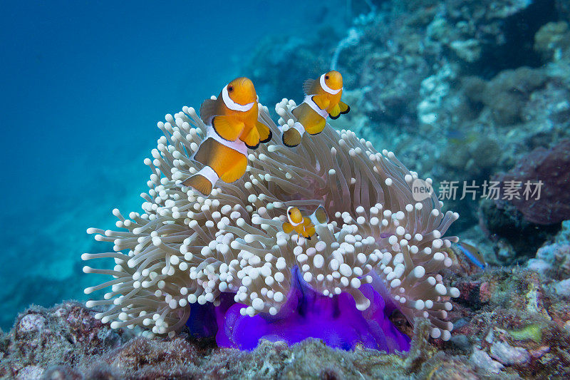 华丽海葵小丑鱼(Amphiprion ocellaris)